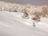 will-hotham-backyard copy